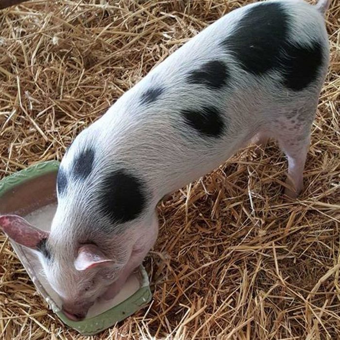 WILMA the Pig at FARS
