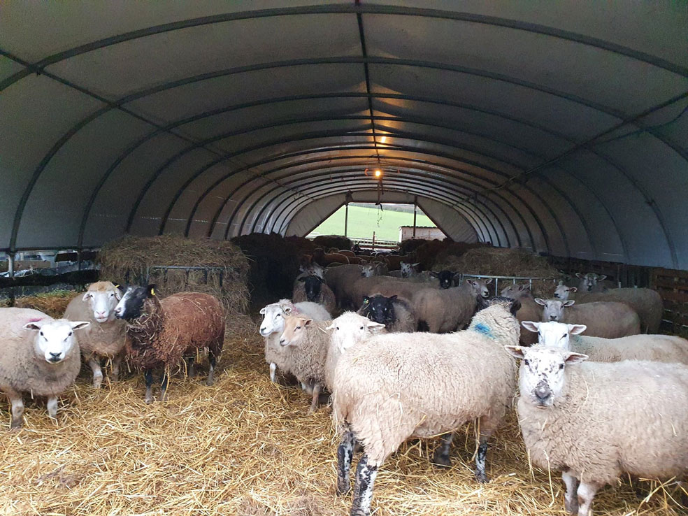 SHEEP at FARS in the NEW Polytunnel