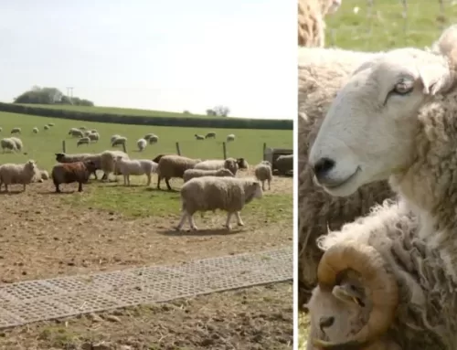 ITV CENTRAL: Farm rescue shelter which cares for 450 animals is ‘struggling to cope’ as bills double in price